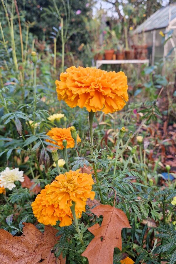 Afrikaantje Orangade - Tagetes erecta - oranje - in de tuin