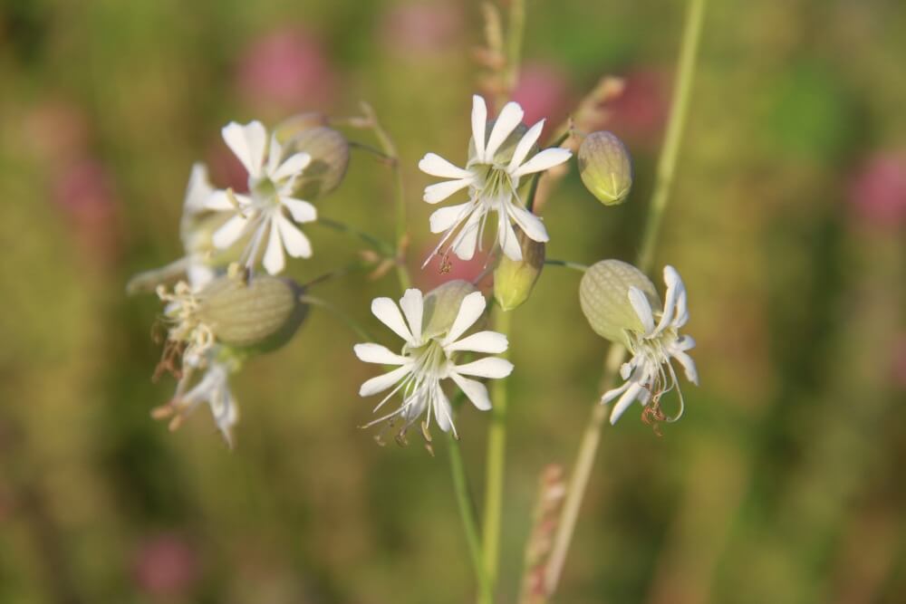 Blaassilene - Silene vulgaris
