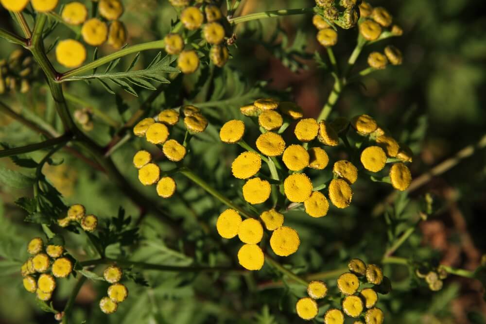 Boerenwormkruid - Tanacetum vulgare - geel