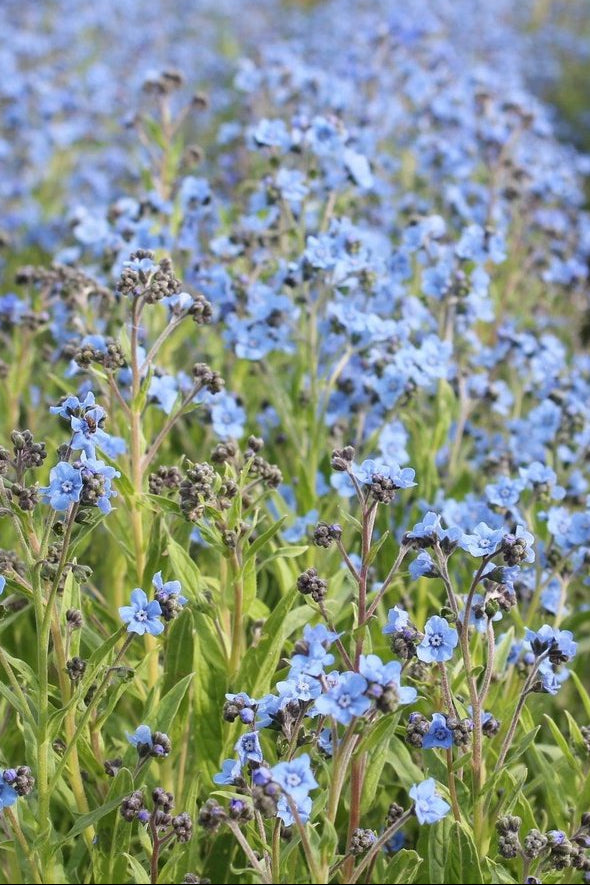 Chinees vergeet-me-nietje (blauw) |-Cynoglossum amabile - in het veld