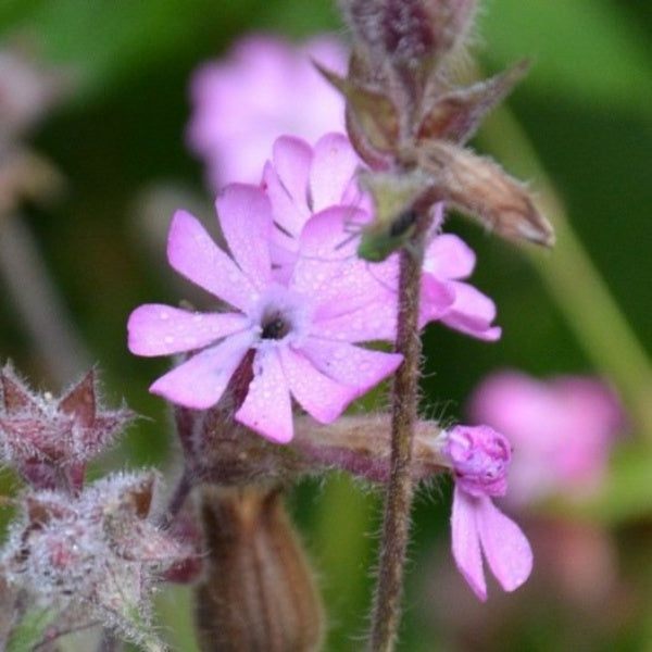 Dagkoekoeksbloem - Silene dioica