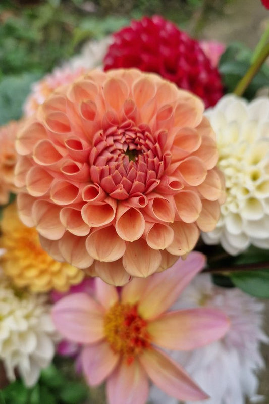 Dahlia ‘Cornel bronze’