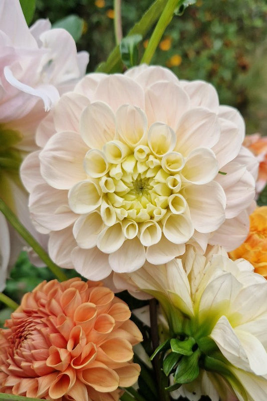 Dahlia ‘Sweet nathalie’ - wit