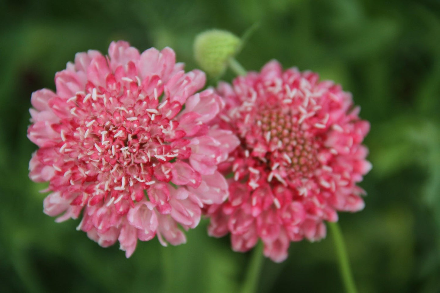 Duifkruid | Scabiosa atropurpurea
