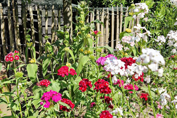 Kleurrijke Duizendschoon in een pluktuin