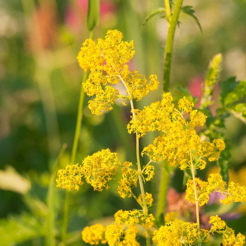 Geel walstro - Galium verum - closeup