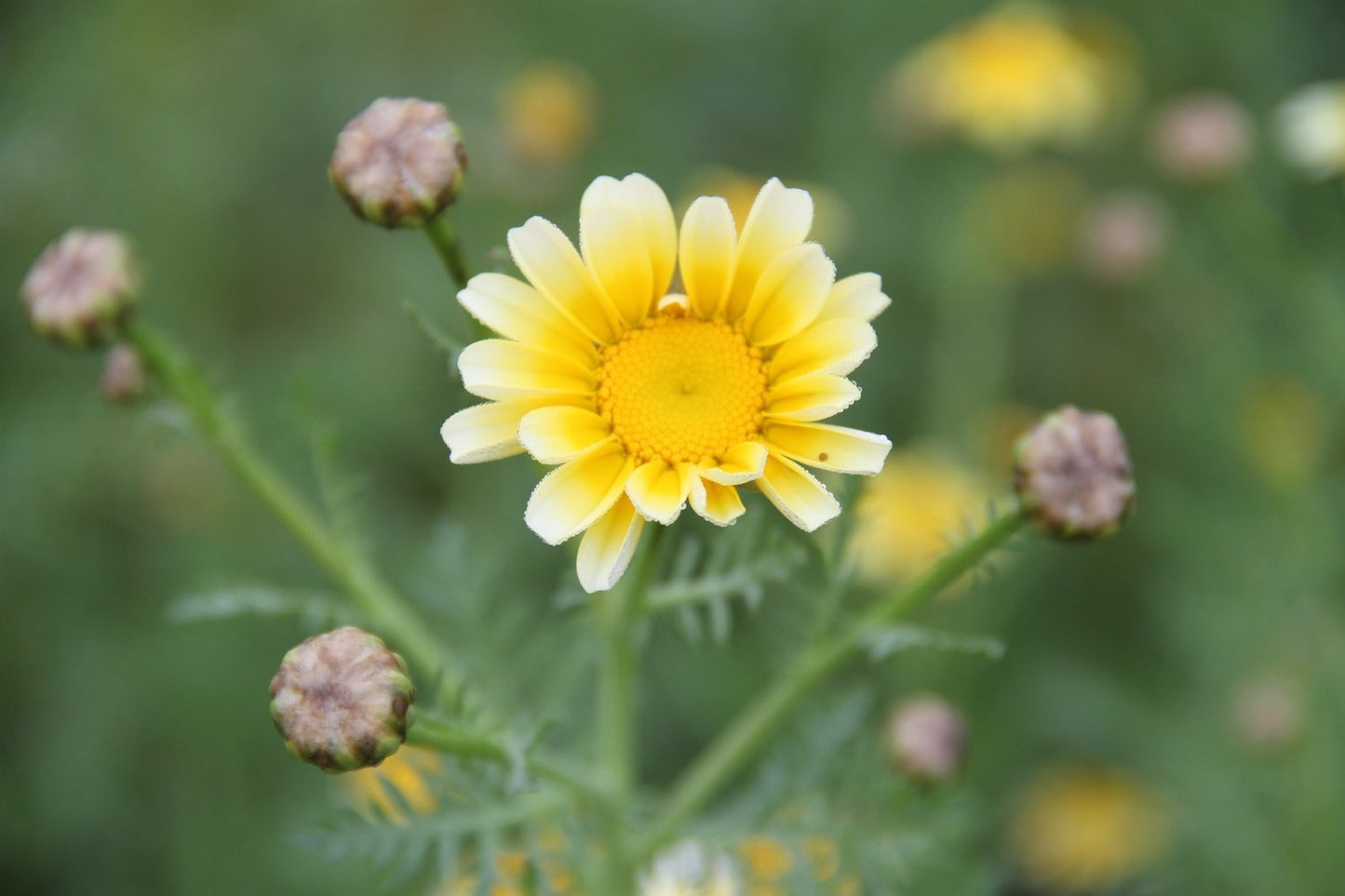 Gele Ganzebloem - Glebionis Segetum