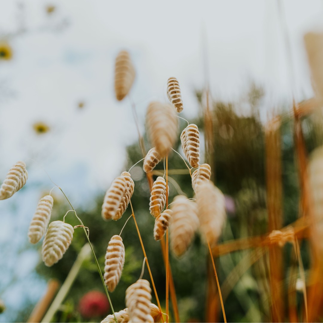 Zadenpakket Lentebloeiers