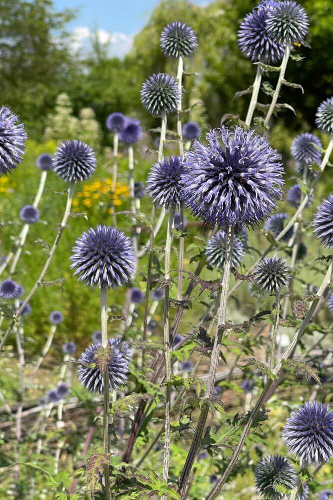 Kogeldistel - Echinops ritro