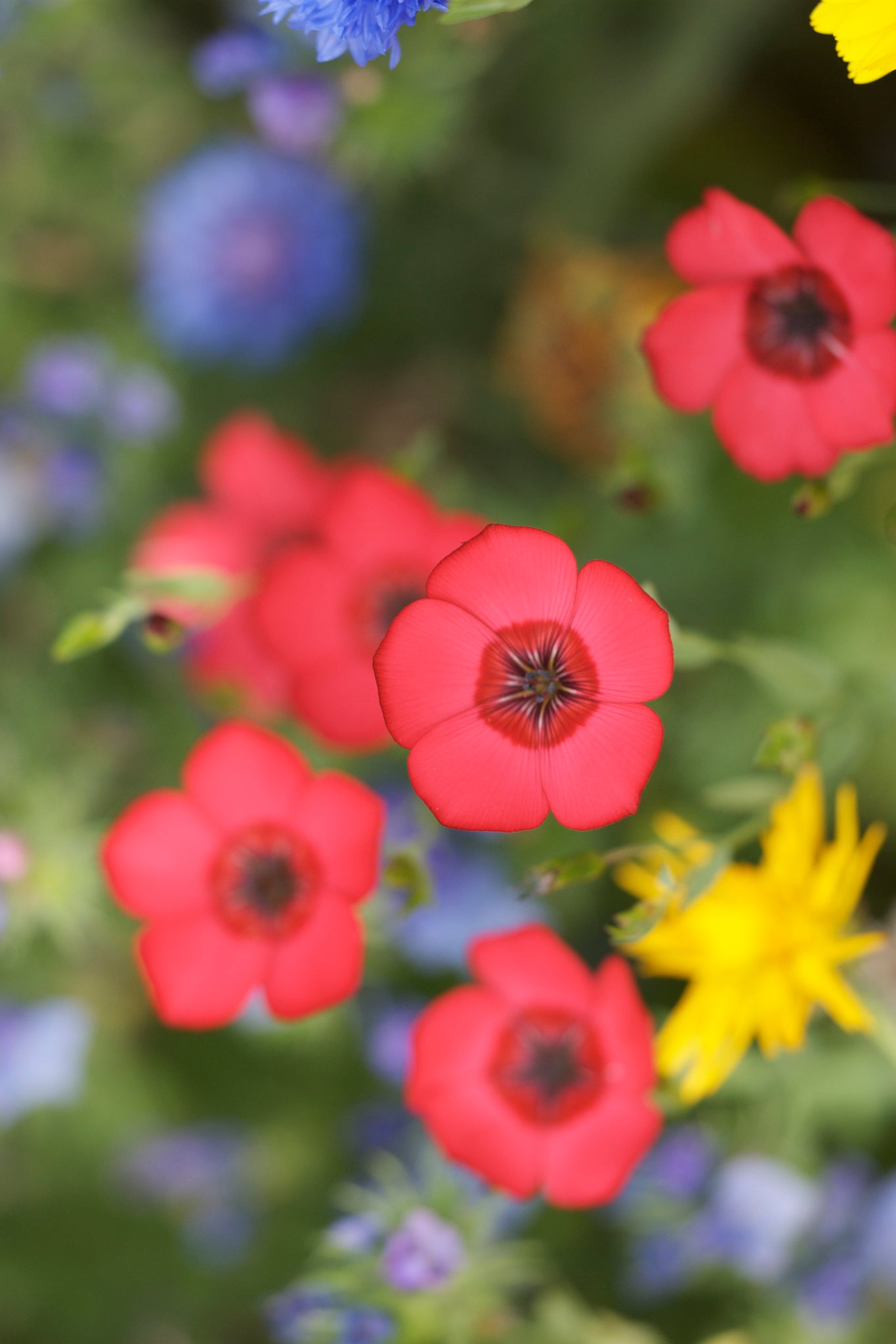 Rood vlas | Linum rubrum
