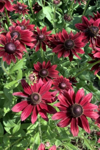 Rudbeckia on sale cherry brandy