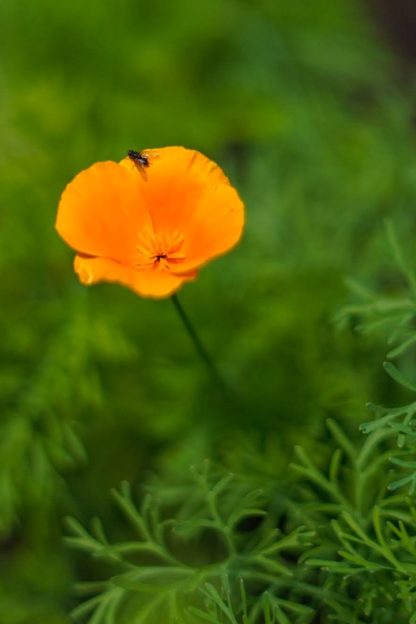 Slaapmutsje oranje - Eschscholzia Californica