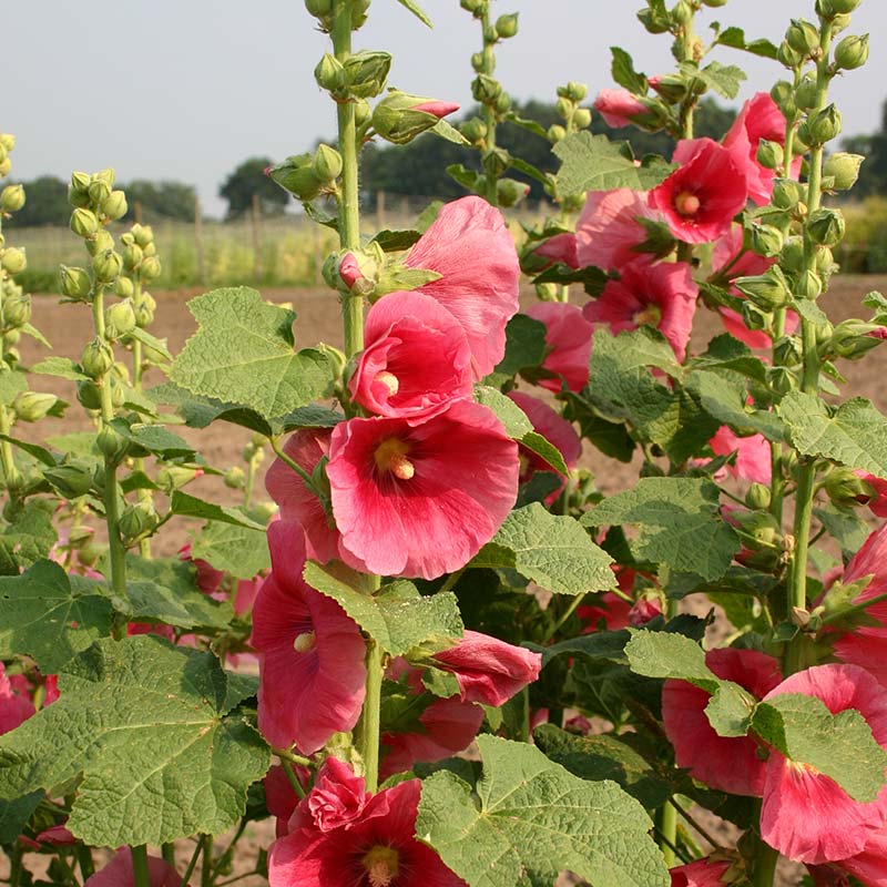 Roze stokroos in het veld