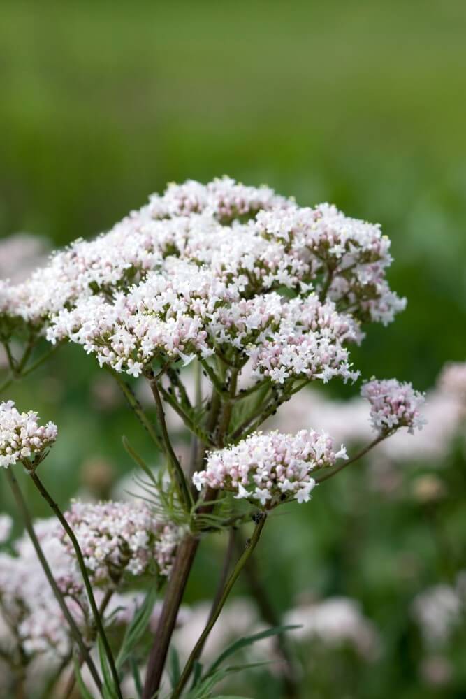 Valeriaan - Valeriana officinalis - wit - roze