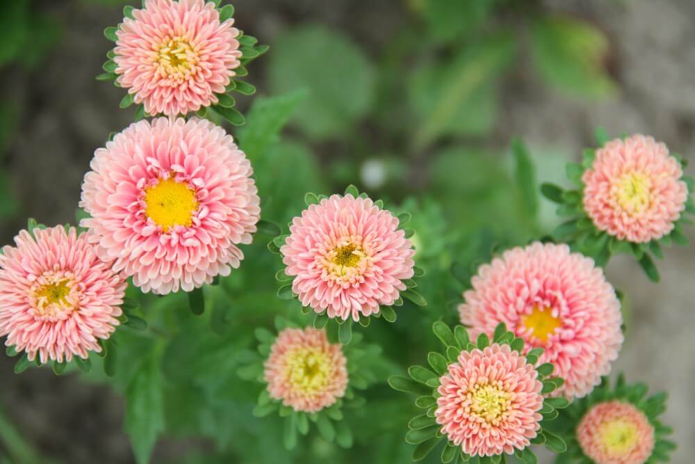 Zomeraster 'Matsumoto apricot' - Callistephus chinensis