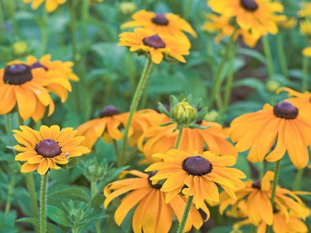 Ruige Zonnehoed 'Black eyed Susan' - Rudbeckia hirta