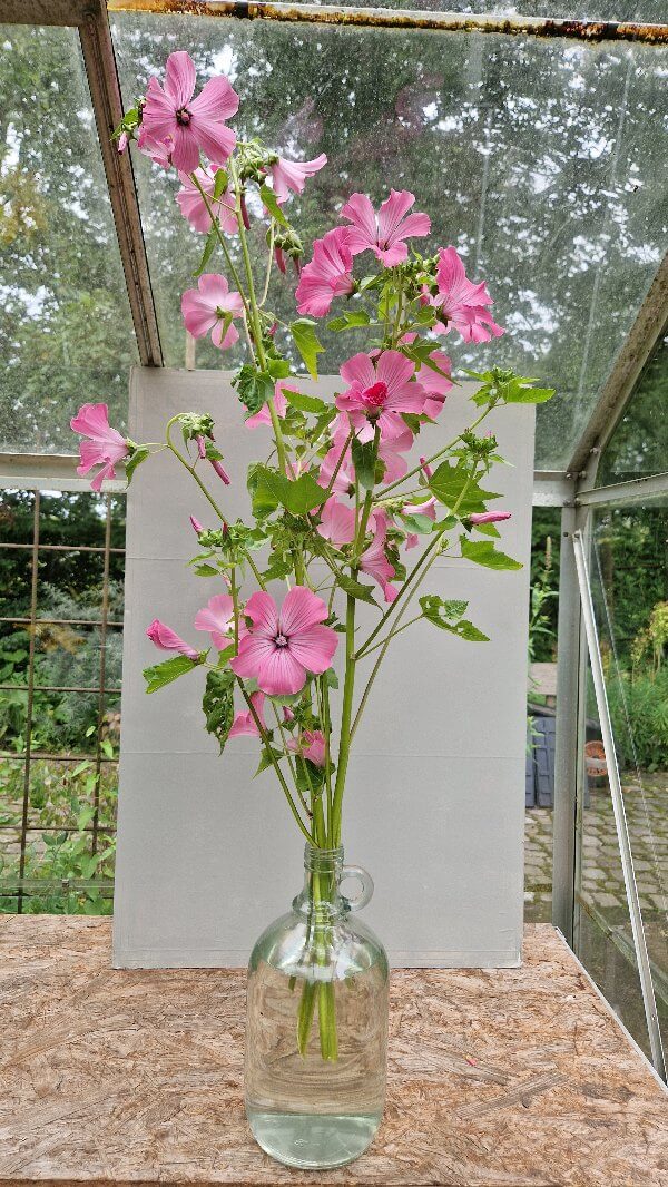 Vaas met lange, roze Bekermalva in de kas.