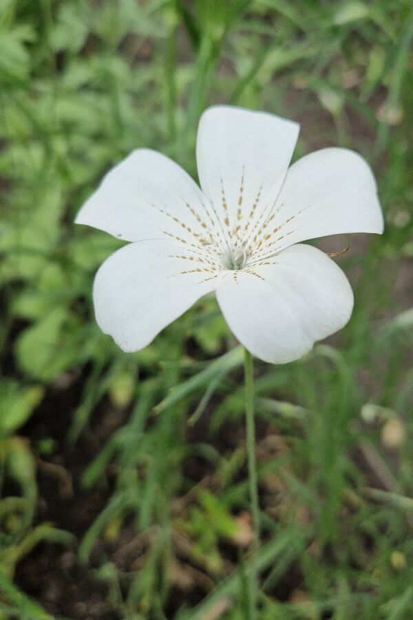 Bolderik - Agrostemma githago - wit