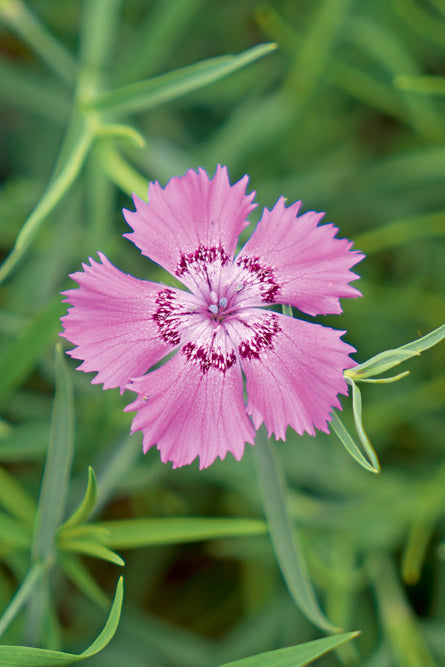 Chinese anjer - Dianthus amurensis