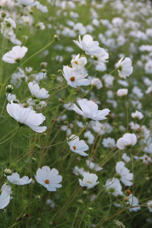 Cosmos (wit) - Cosmos bipinnatus