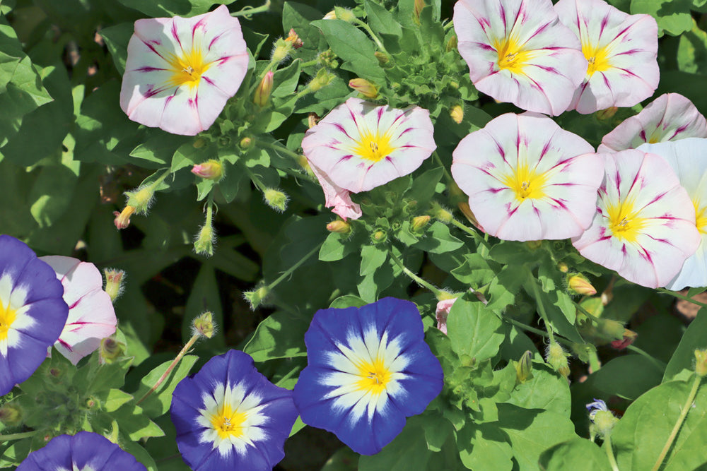 Driekleurige winde | Convolvulus tricolor