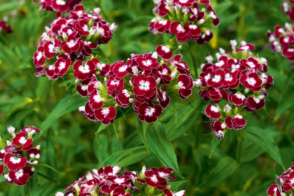 Duizendschoon ‘Chris’ - Dianthus barbatus - rood
