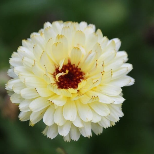Goudsbloem 'Snow princess' - Calendula officinalis