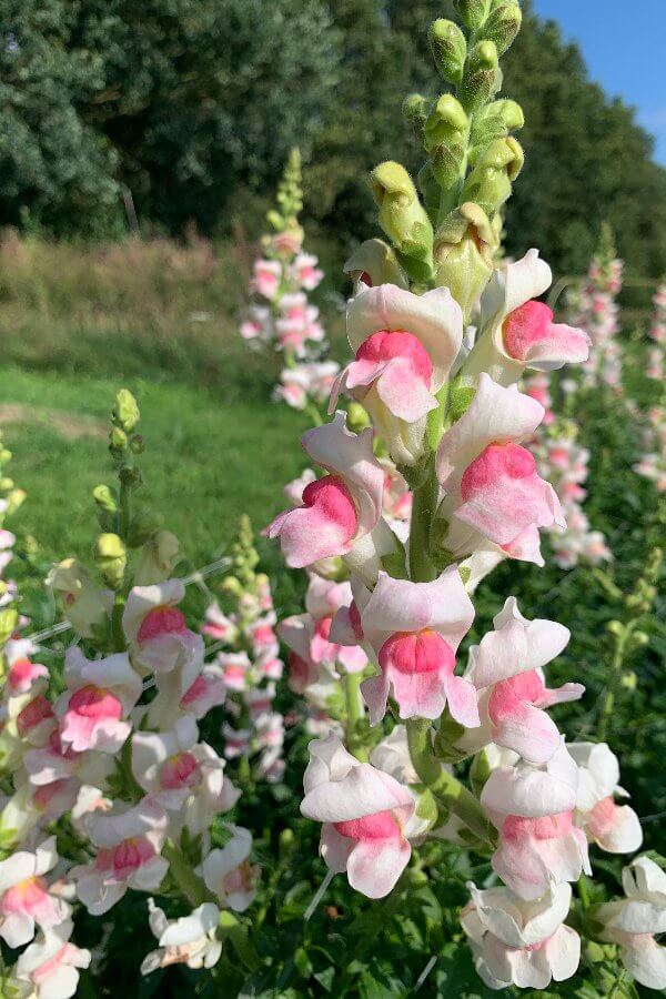 Grote Leeuwenbek ‘Appleblossom’ - Antirrhinum majus