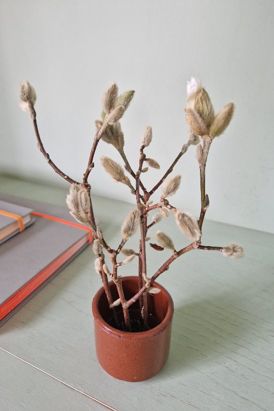 Flower frog - Kenzan - bloemenprikker met wilgenkatjes