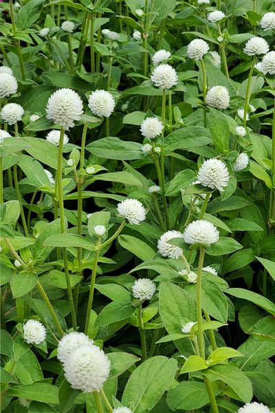 Kogelamarant 'Audray white' β Gomphrena globosa