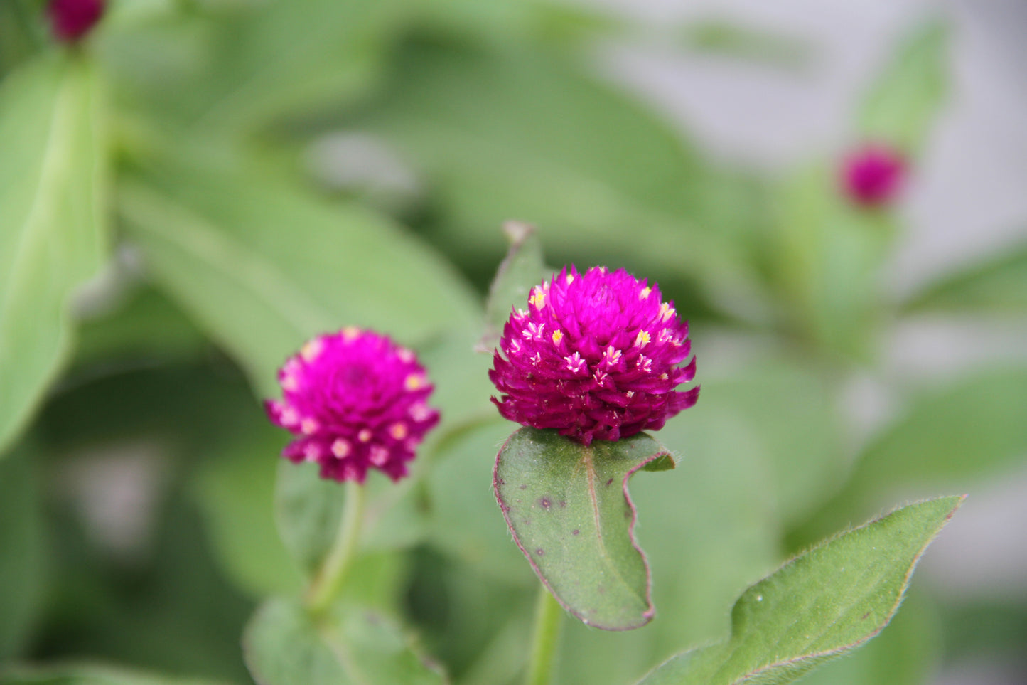 Kogelamarant (paars) – Gomphrena globosa