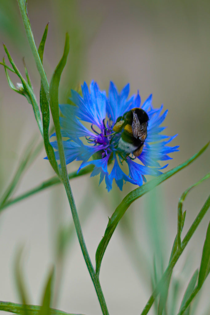Blauwe korenbloem met etende hommel