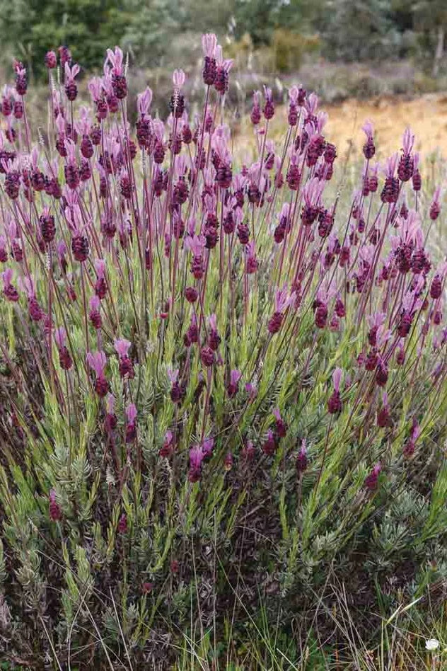 Kuiflavendel - Lavendula stoechas ssp. pedunculata