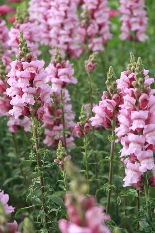 Leeuwenbek ‘Potomac’ (lila) - Antirrhinum majus