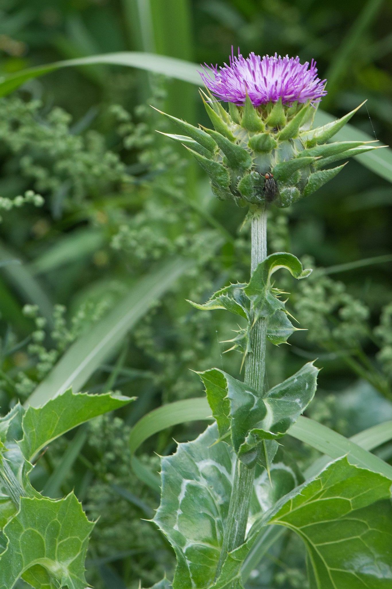 Mariadistel - Silybum marianum - groengrijs blad