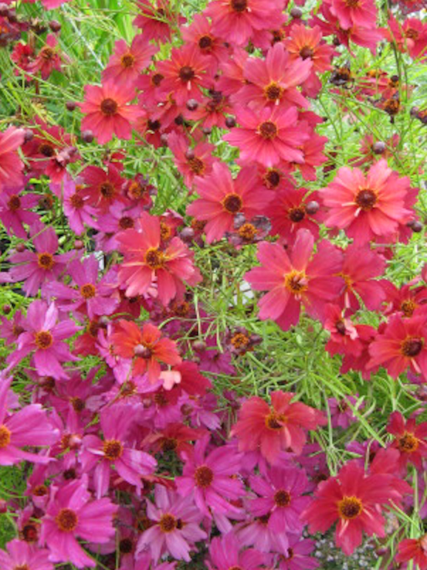 Meisjesogen ‘Ruby red’ | Coreopsis tinctoria