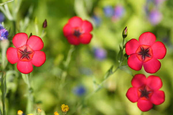 Rood vlas helder rode kleine bloem