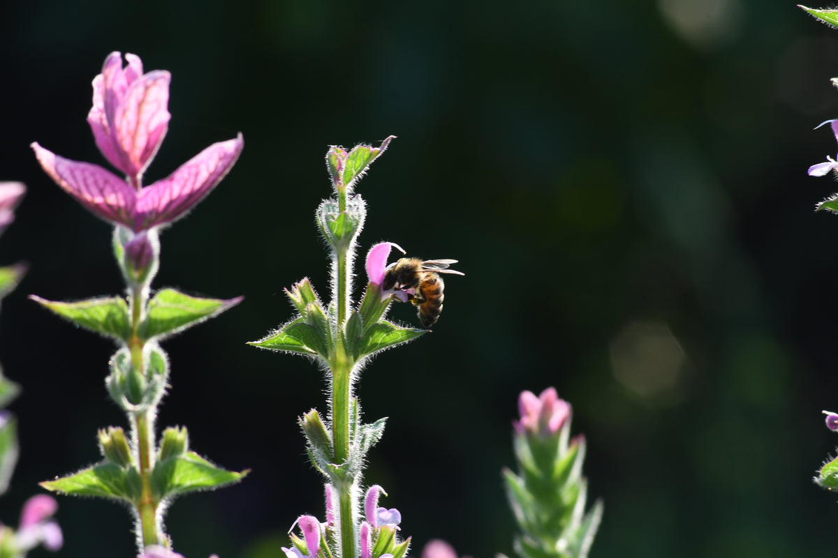 Bonte Salie 'Pink Mist' | Salvia horminum