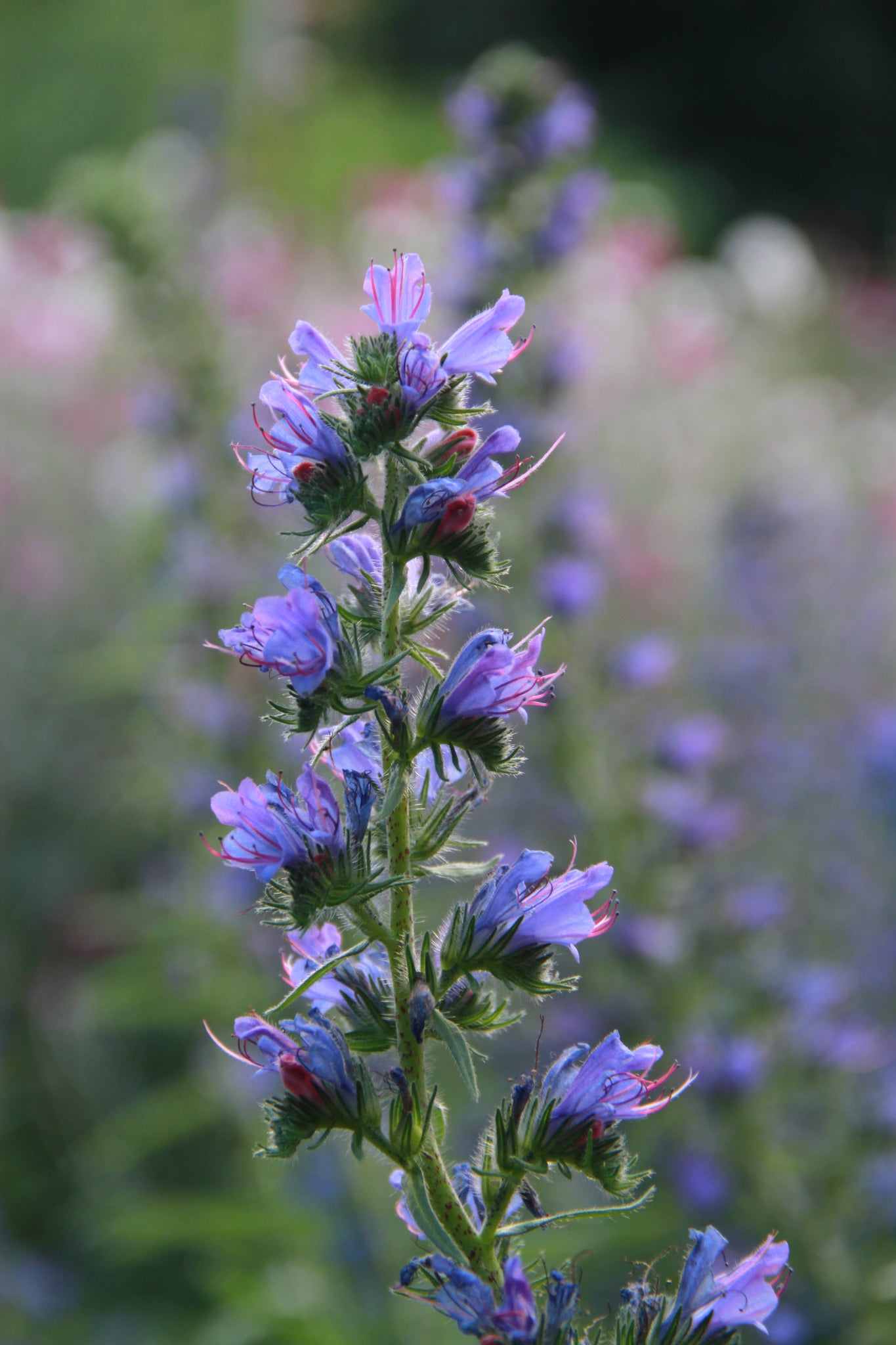 Slangenkruid β Echium vulgare - blauw