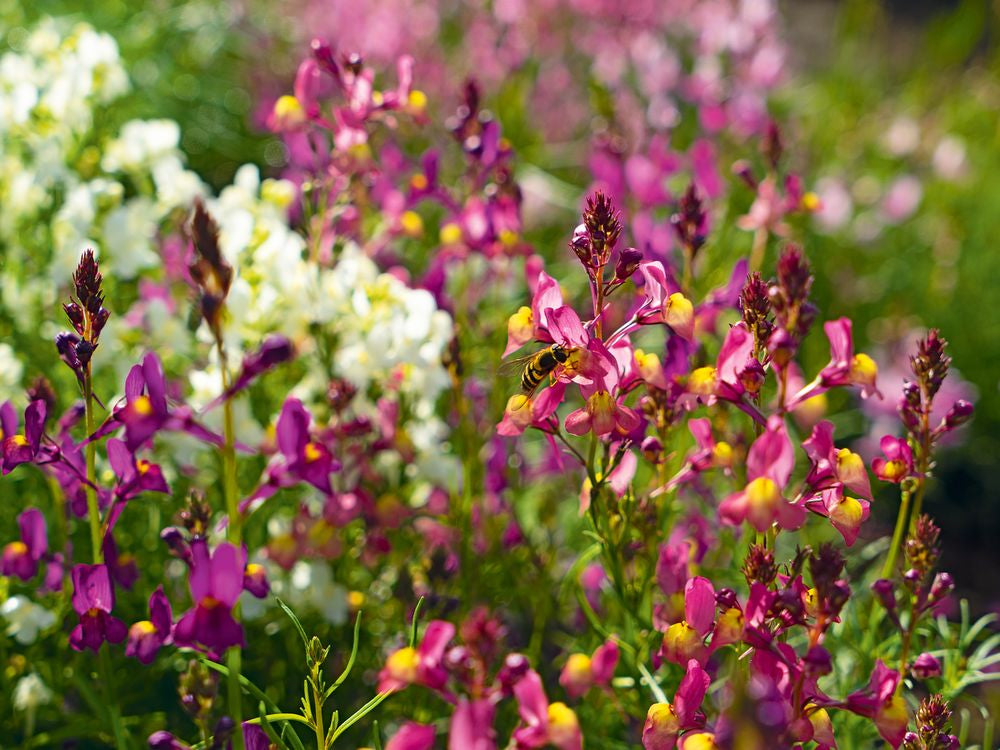 Vlasleeuwenbek | Linaria maroccana