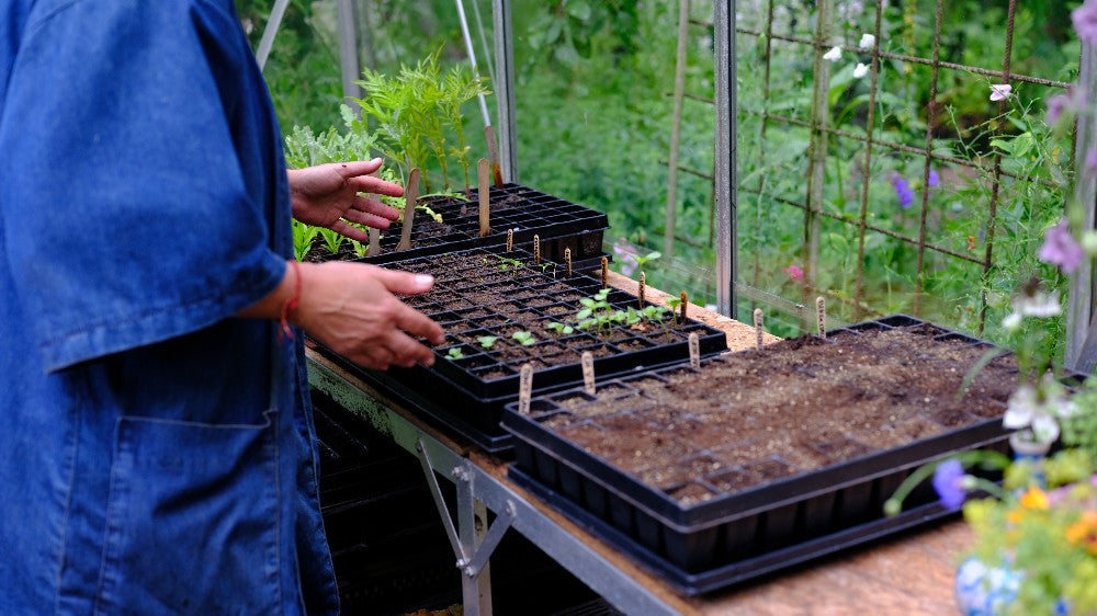 zaaitray gevuld met biologische potgrond en zaailingen