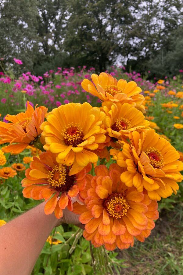 Zinnia 'Golden state' - Zinnia elegans
