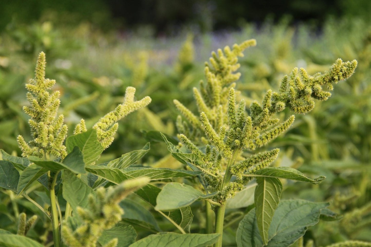 Amaranth 'Aurelia’s verde' (graan) Amaranthus cruentus 'Aurelia’s verde' 2