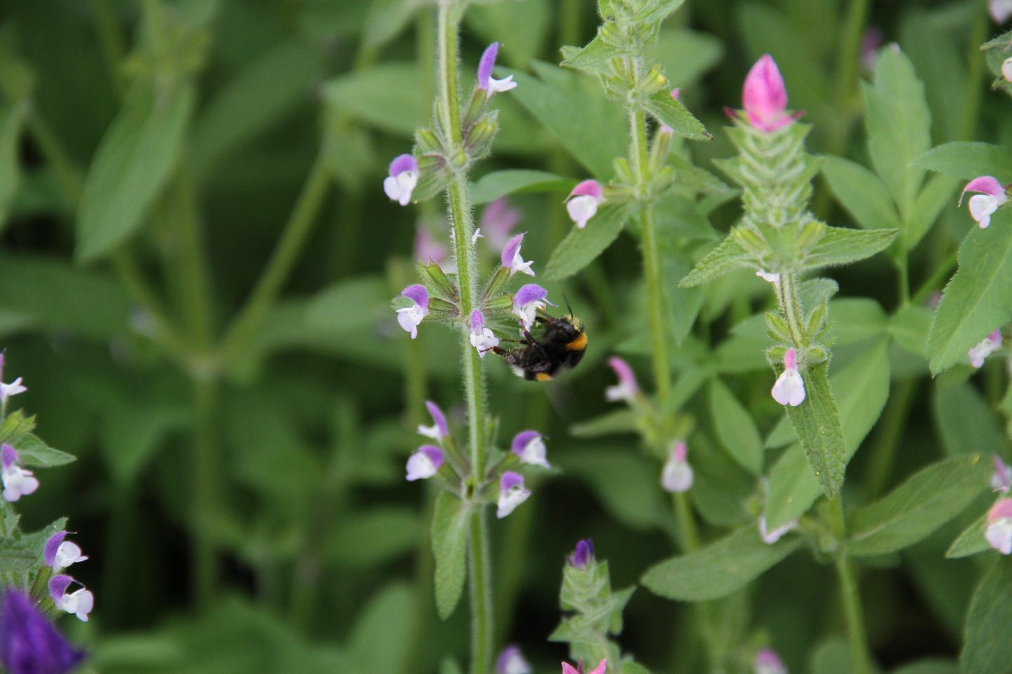 Bonte salie - Salvia viridis - met bij