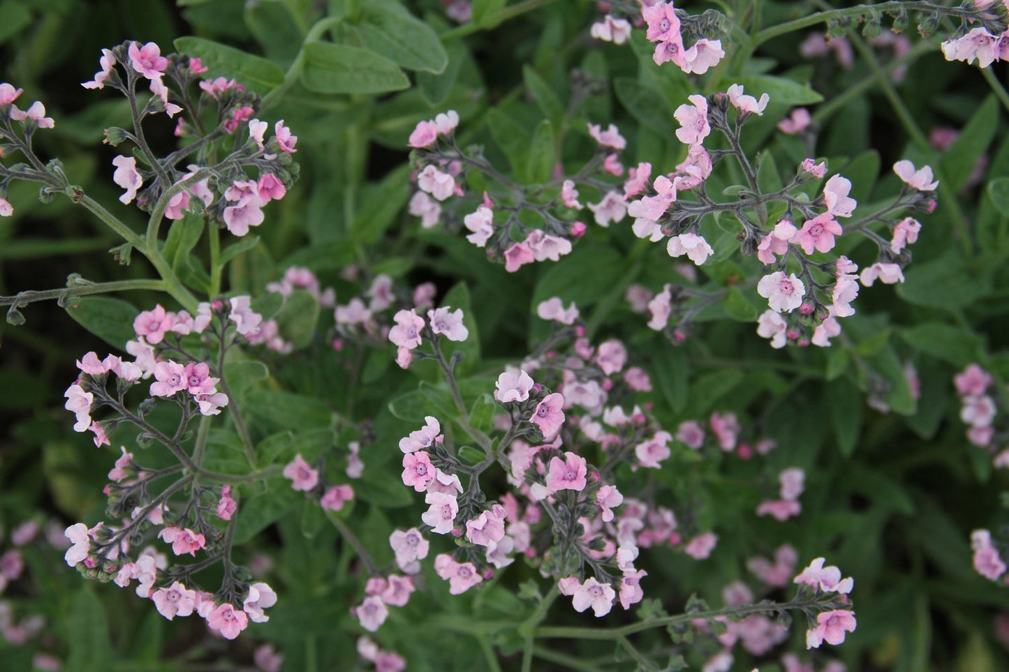 Chinees vergeet-me-nietje Cynoglossum amabile roze bos