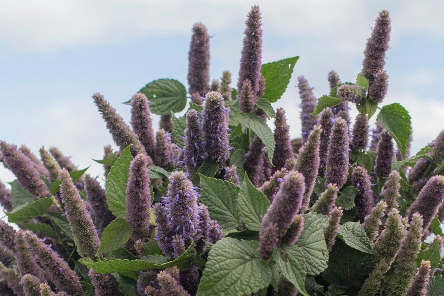 Dropplant - Agastache foeniculum close up