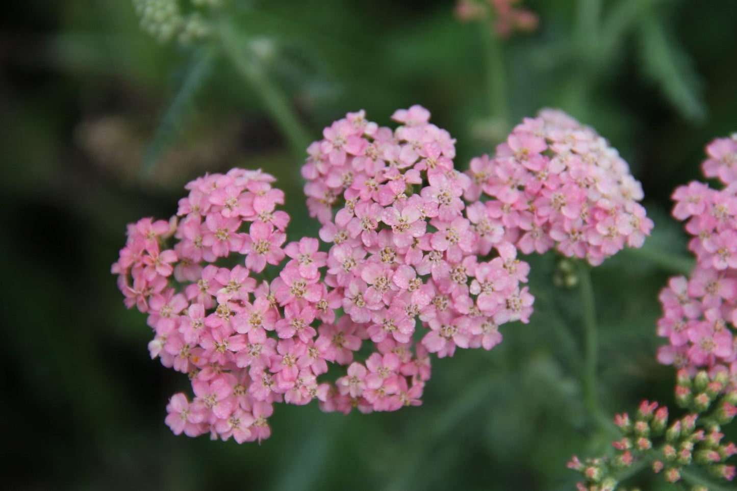 Duizendblad - Achillea millefolium close up