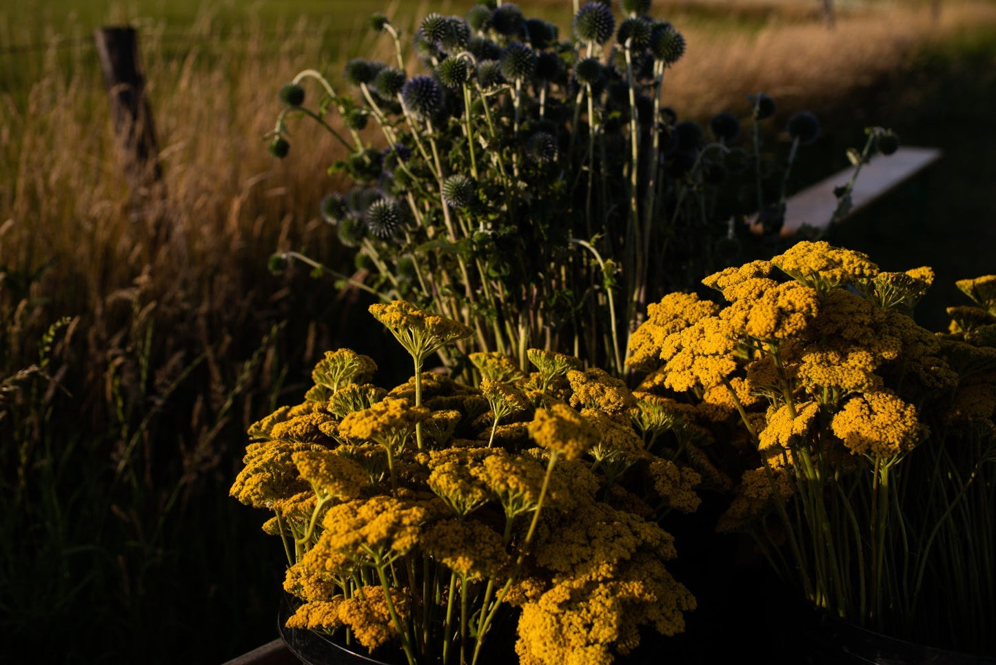 Duizendblad geel - Achillea filipendulina Parkers Variety - in het veld