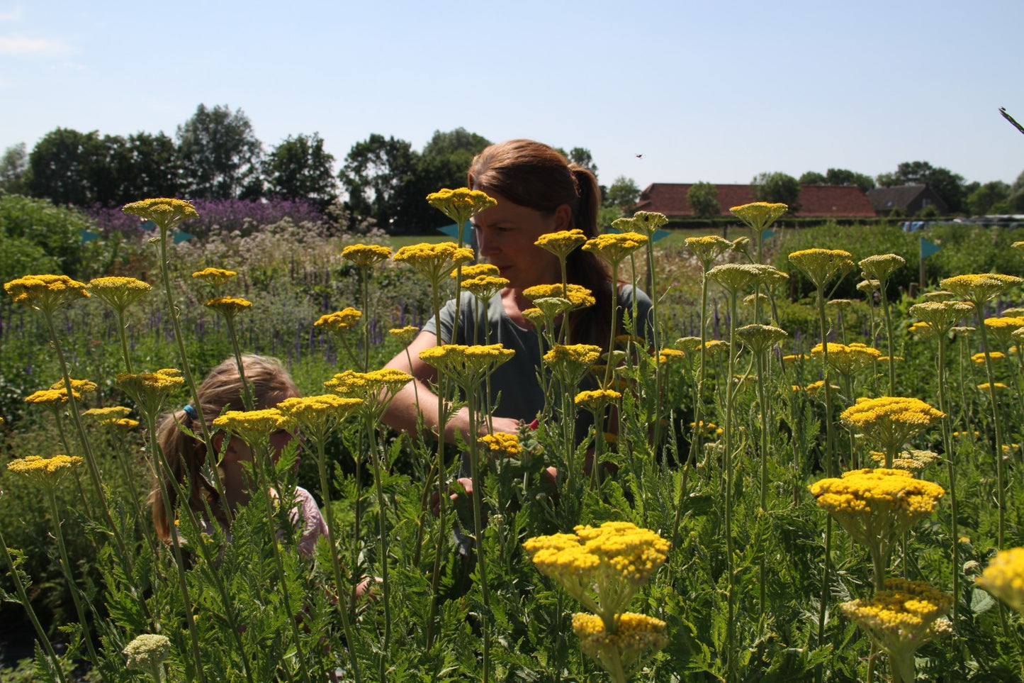 Duizendblad geel - Achillea filipendulina Parkers Variety - in het veld 2