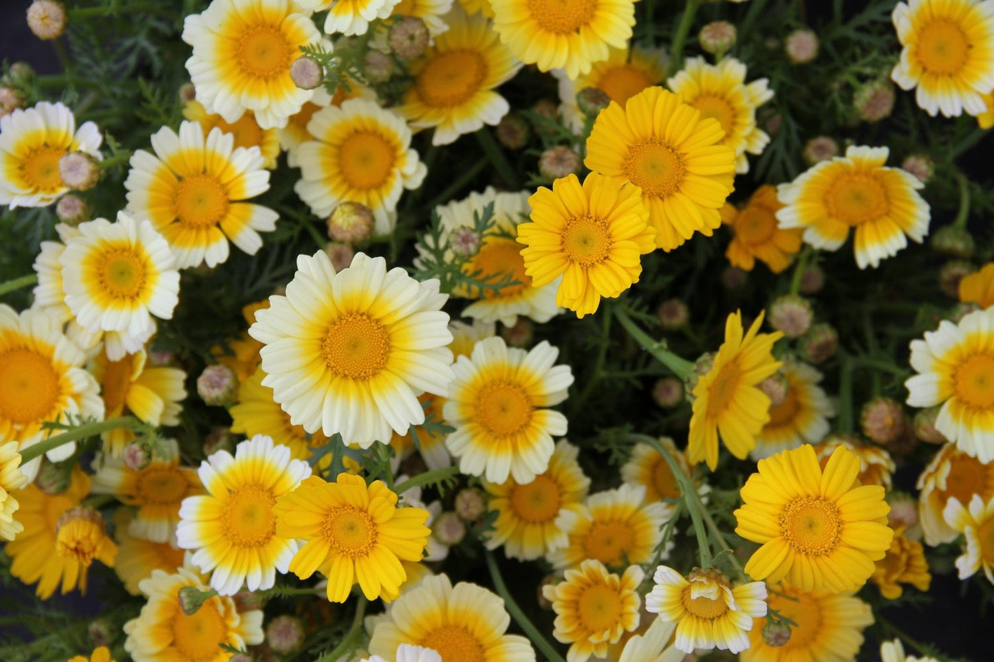 Gele ganzebloem - Glebionis segetum close up bos